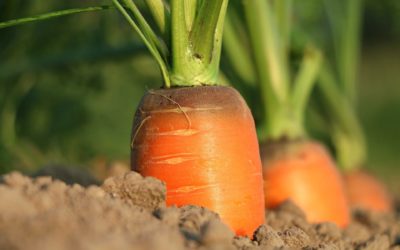 Préparer son jardin pour l’hiver à Astaffort