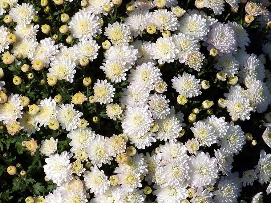 Chrysanthème blanc