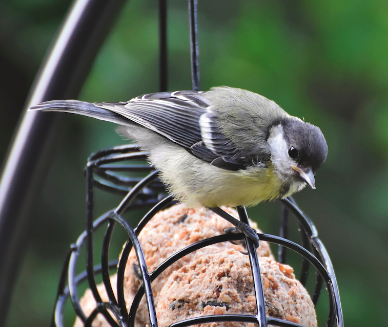 oiseau boule de graisse