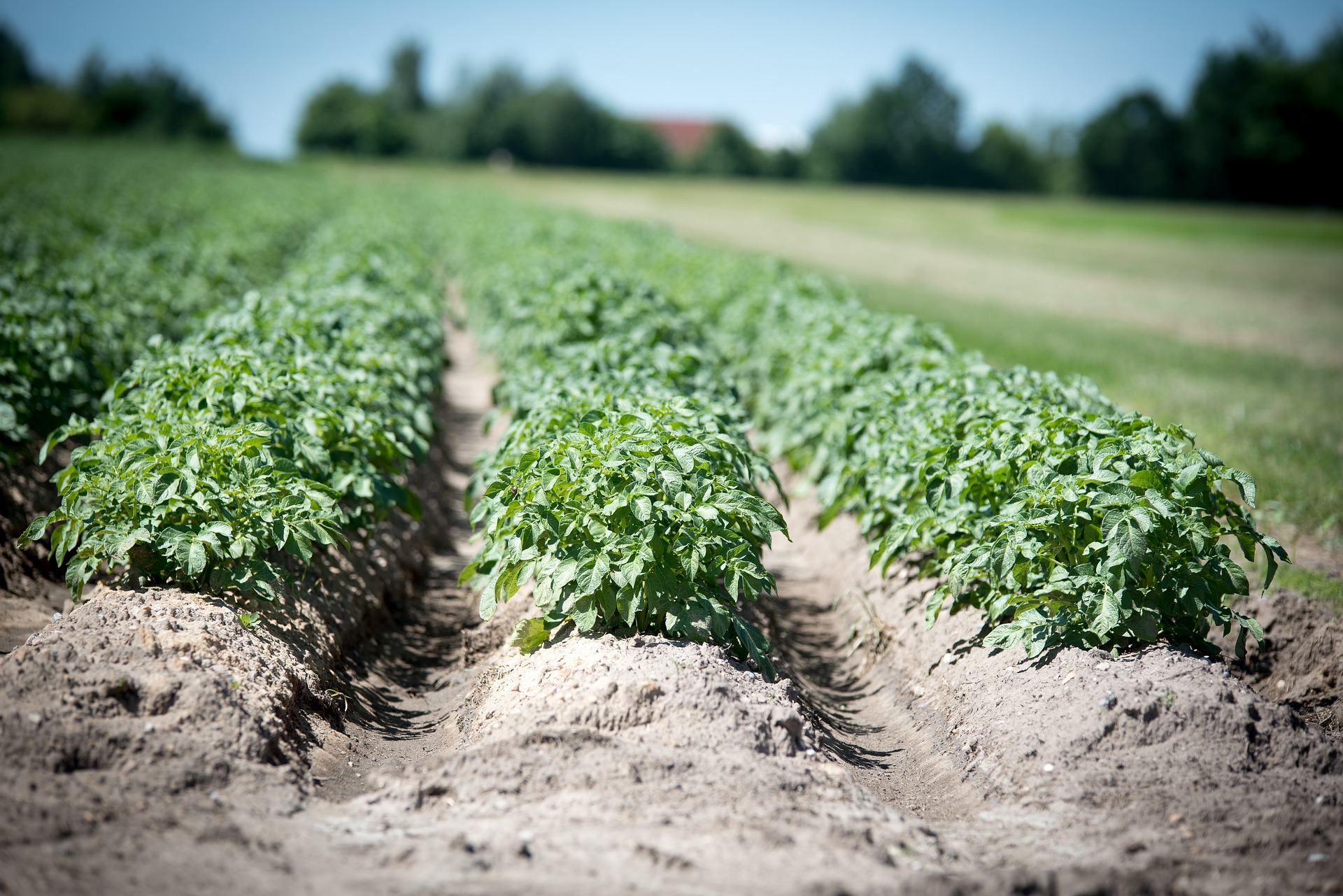 plantation pommes de terre