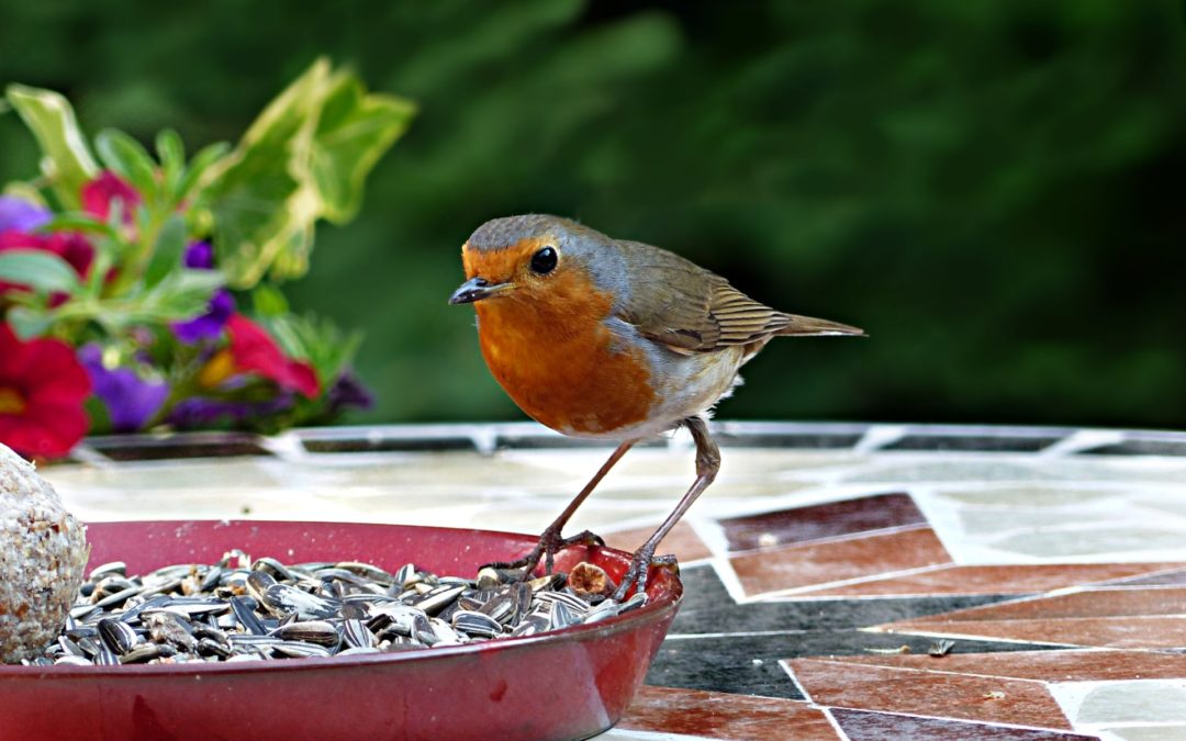 Mélange de graines fruits et insectes pour oiseaux du jardin 1,8